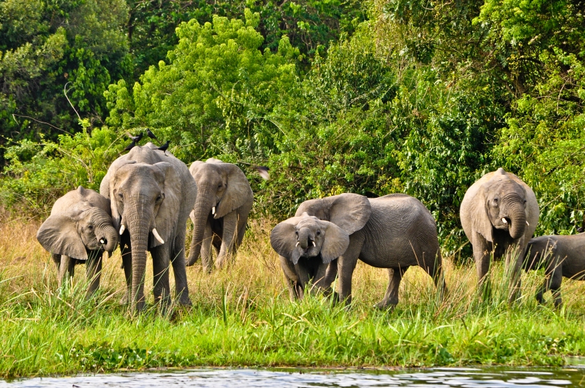 Uganda, Murchison Falls, Elephants