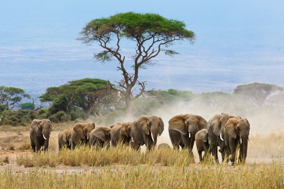 herd of elephatns