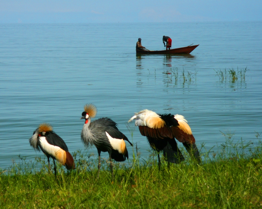 Crowned-Cranes-Lake-Victoria-Uganda-3