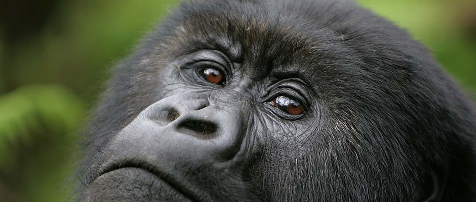 Gorilla trekking | All you need to know