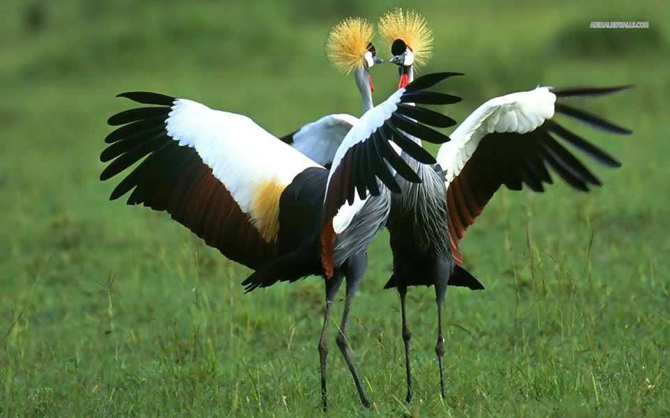 UGANDA NATIONAL BIRD.