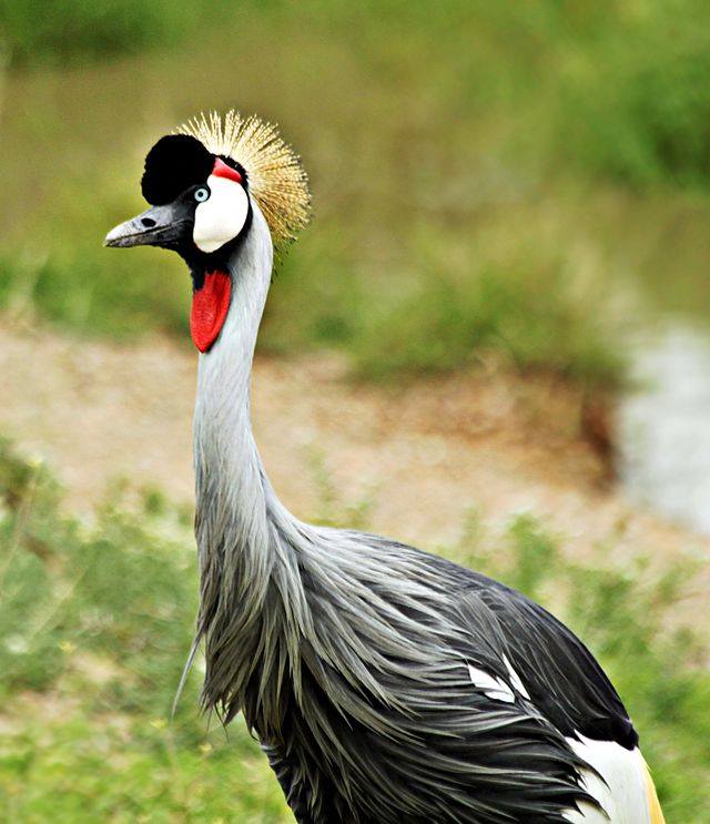 Grey Crowned Crane.